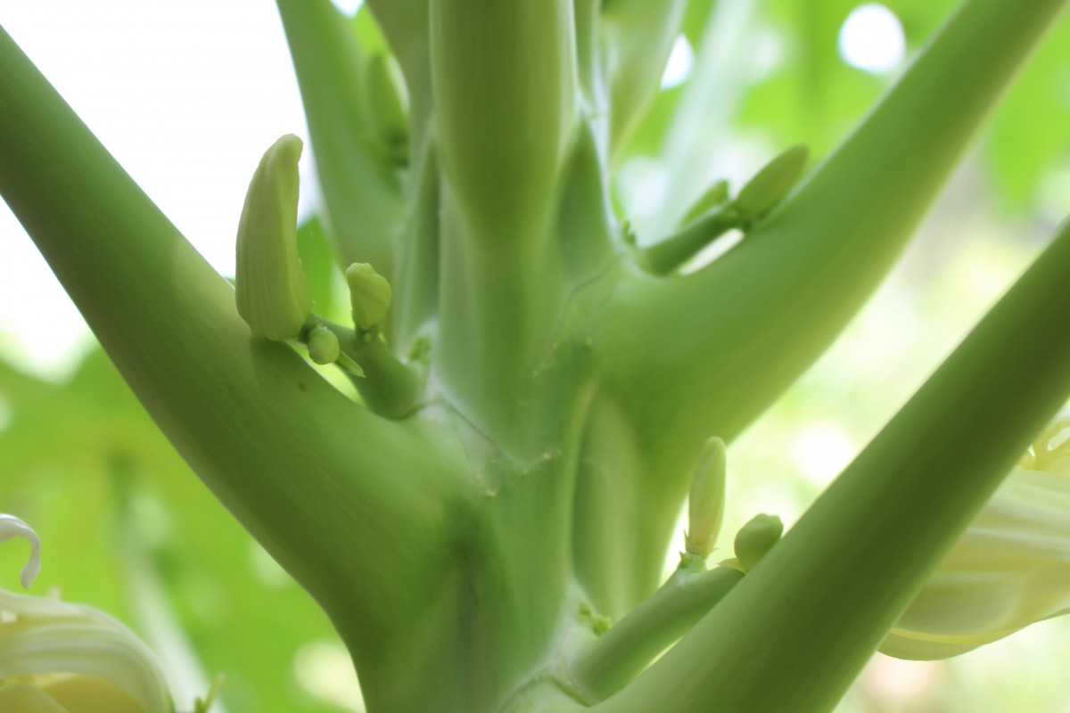 Carica papaya L.